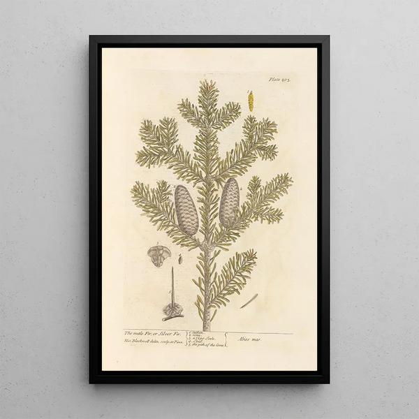 Il pino maschio o pino argentato - Elizabeth Blackwell — quadro incorniciato alla parete