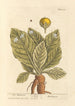 La mandragora - Elizabeth Blackwell — vista dell’opera