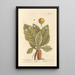 La mandragora - Elizabeth Blackwell — quadro incorniciato alla parete