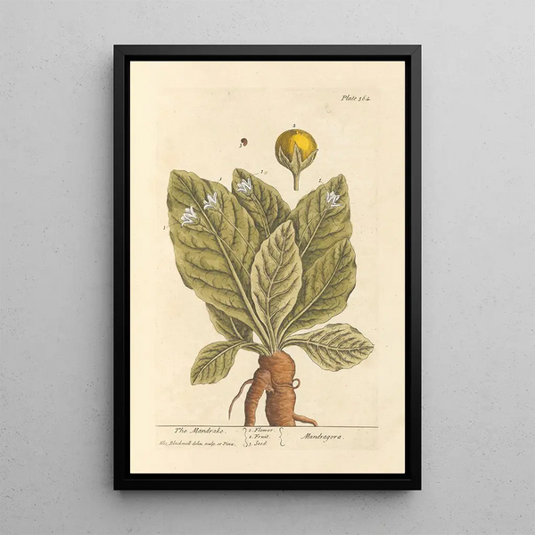 La mandragora - Elizabeth Blackwell — quadro incorniciato alla parete