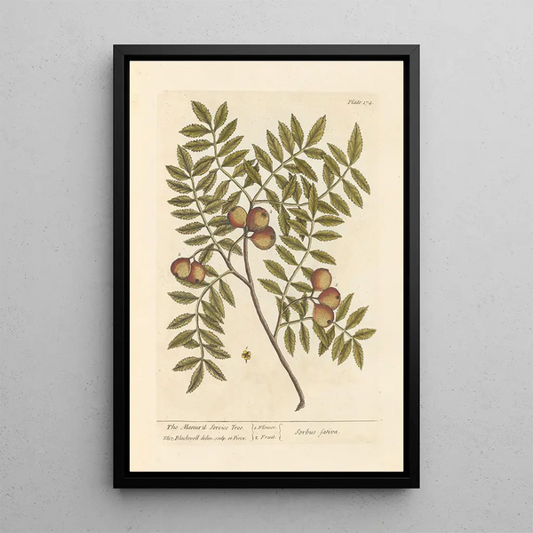 Il sorbo domestico - Elizabeth Blackwell — quadro incorniciato alla parete