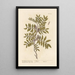 Le lentisque ou pistachier lentisque - Elizabeth Blackwell — quadro incorniciato alla parete