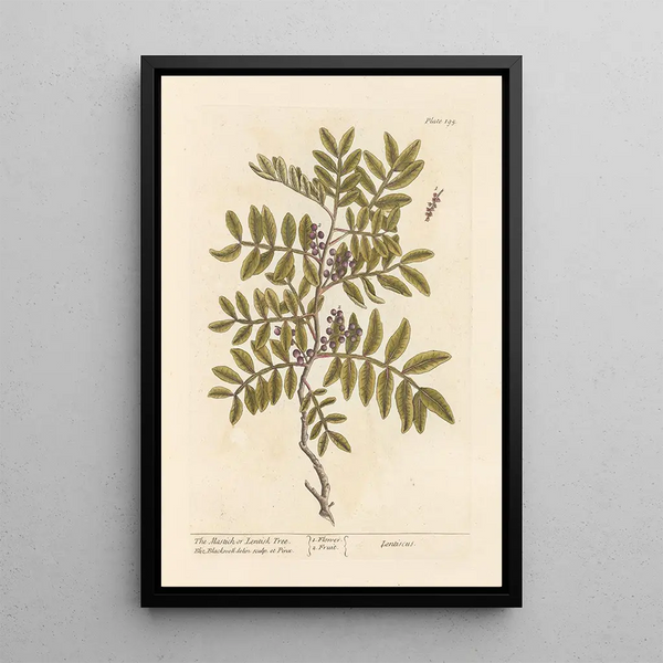 Le lentisque ou pistachier lentisque - Elizabeth Blackwell — quadro incorniciato alla parete