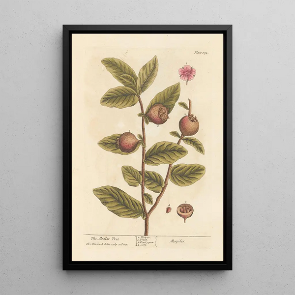 Le néflier - Elizabeth Blackwell — quadro incorniciato alla parete