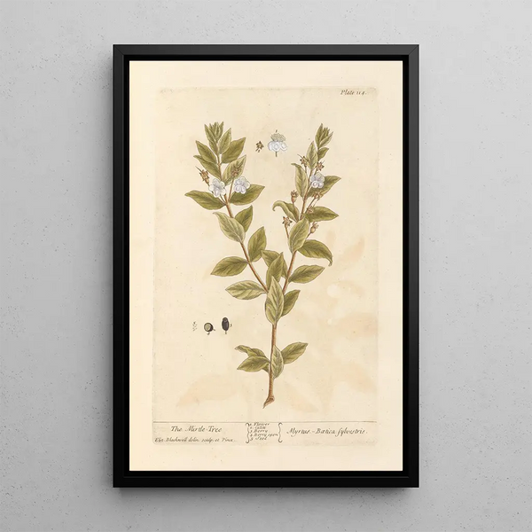 Il mirto - Elizabeth Blackwell — quadro incorniciato alla parete