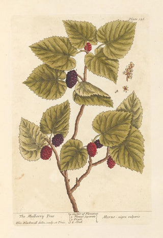 Elizabeth Blackwell - The mulberry tree.webp