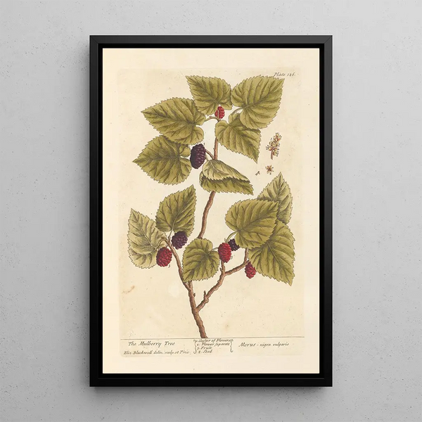 Le mûrier - Elizabeth Blackwell — quadro incorniciato alla parete