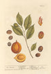 La muscade - Elizabeth Blackwell — vista dell’opera