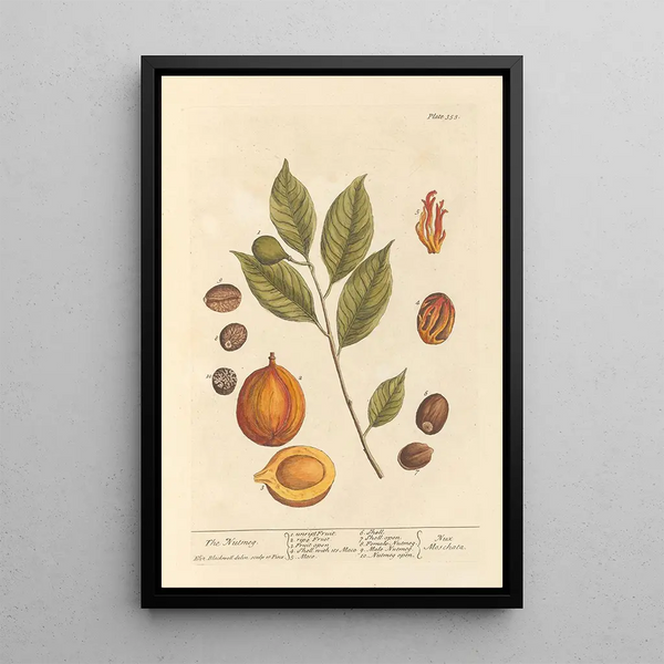 La muscade - Elizabeth Blackwell — quadro incorniciato alla parete
