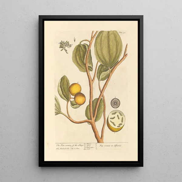 La noix vomique des boutiques - Elizabeth Blackwell — quadro incorniciato alla parete