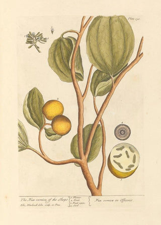 Elizabeth Blackwell - The nux vomica of the shops.webp