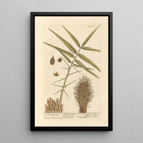 Le palmier à huile - Elizabeth Blackwell — quadro incorniciato alla parete