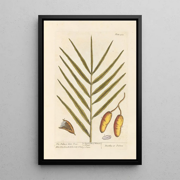 Le palmier-dattier - Elizabeth Blackwell — quadro incorniciato alla parete
