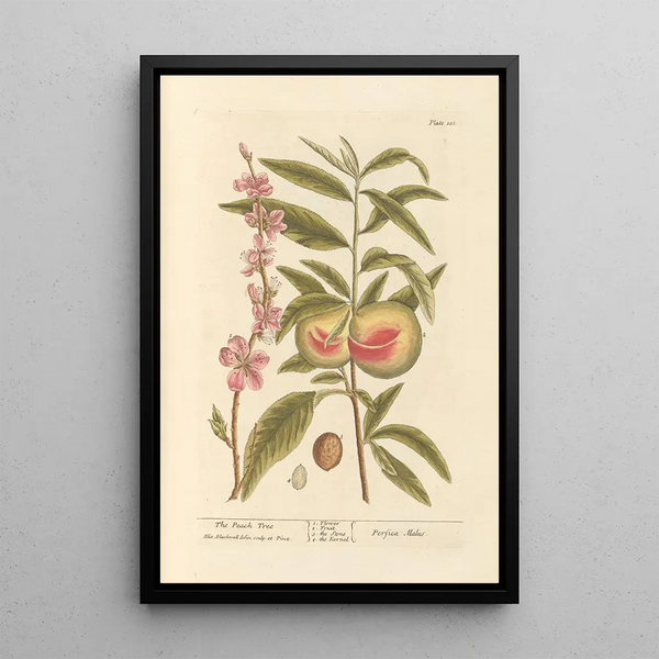 Il pesco - Elizabeth Blackwell — quadro incorniciato alla parete