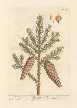 Elizabeth Blackwell - The pitch tree.webp