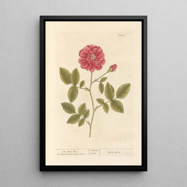 La rosa rossa - Elizabeth Blackwell — quadro incorniciato alla parete