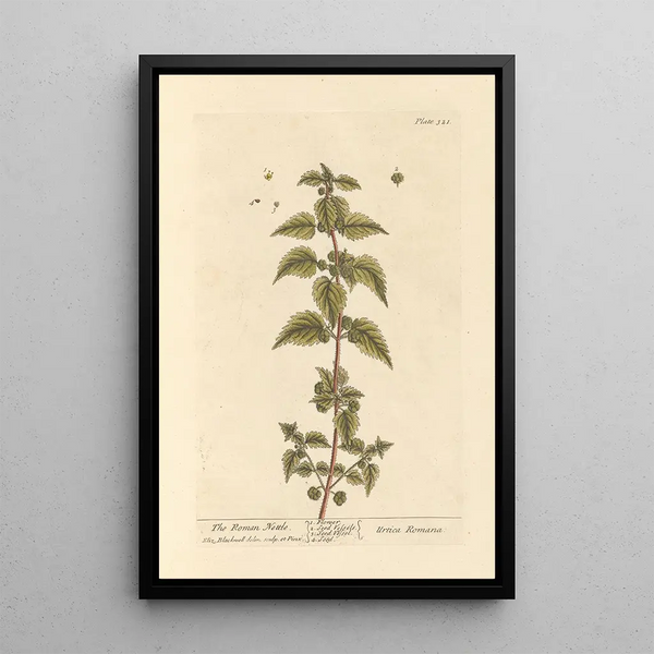 L'ortie romaine - Elizabeth Blackwell — quadro incorniciato alla parete