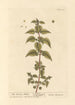 L'ortie romaine - Elizabeth Blackwell — vista dell’opera