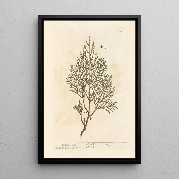 Il ginepro sabino - Elizabeth Blackwell — quadro incorniciato alla parete