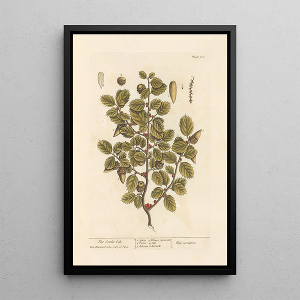 Il quercia scarlatta - Elizabeth Blackwell — quadro incorniciato alla parete