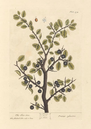 Elizabeth Blackwell - The sloe tree.webp