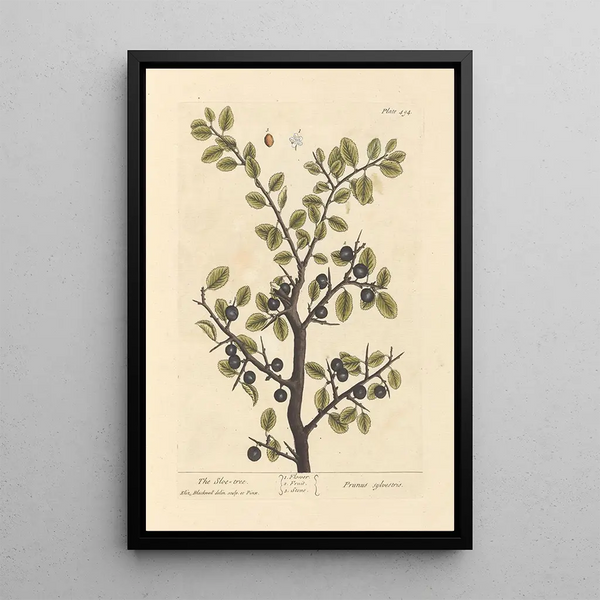 Le prunellier - Elizabeth Blackwell — quadro incorniciato alla parete