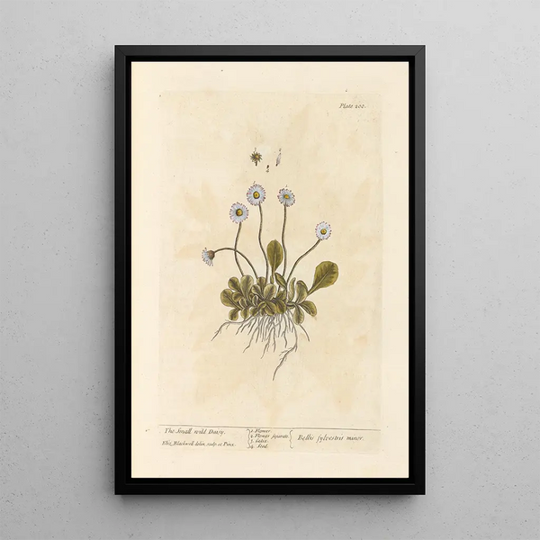 La piccola margherita selvatica - Elizabeth Blackwell — quadro incorniciato alla parete