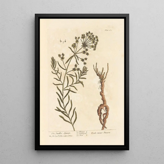 Elizabeth Blackwell - The smaller spurge.webp