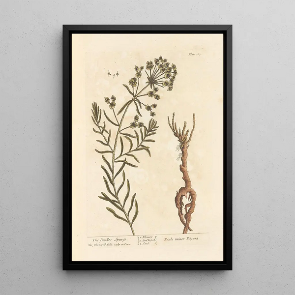 La piccola euphorbia - Elizabeth Blackwell — quadro incorniciato alla parete