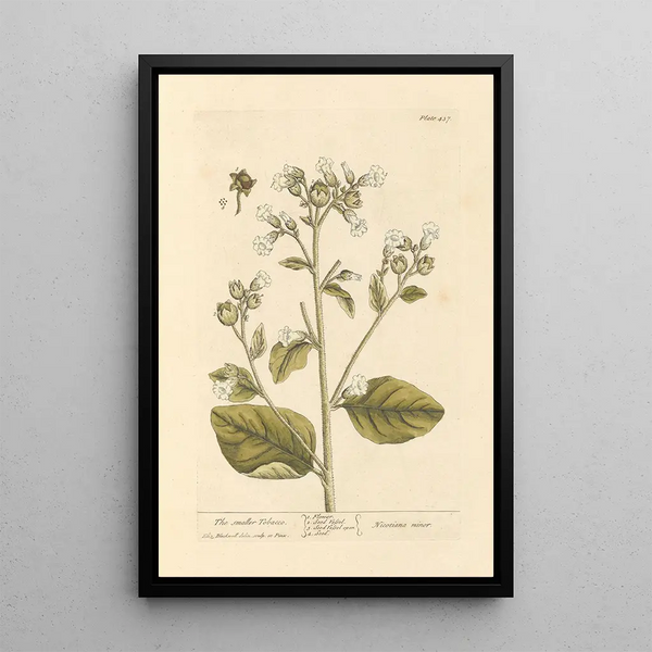 Le petit tabac - Elizabeth Blackwell — quadro incorniciato alla parete