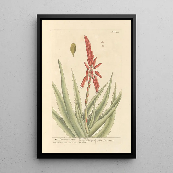 L'aloès succotrine - Elizabeth Blackwell — quadro incorniciato alla parete