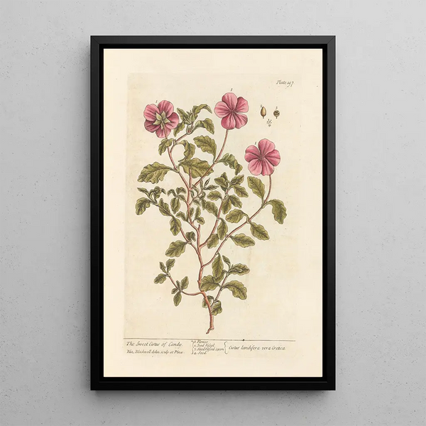 Le ciste doux de Candie - Elizabeth Blackwell — quadro incorniciato alla parete