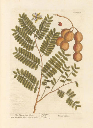 Elizabeth Blackwell - The tamarind tree.webp