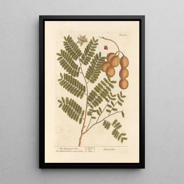 Il tamarindo - Elizabeth Blackwell — quadro incorniciato alla parete