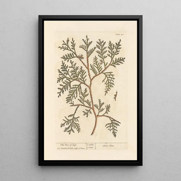 L'albero della vita - Elizabeth Blackwell — quadro incorniciato alla parete