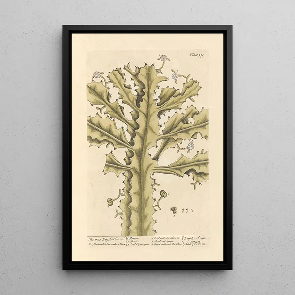 La vera euforbia - Elizabeth Blackwell — quadro incorniciato alla parete