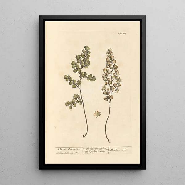 La véritable capillare - Elizabeth Blackwell — quadro incorniciato alla parete