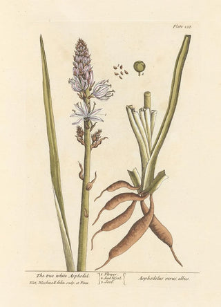 Elizabeth Blackwell - The true white asphodel.webp