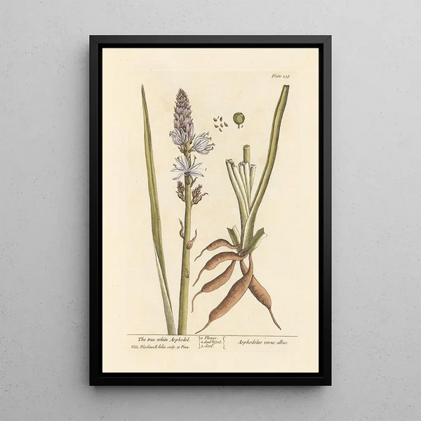 Il vero asfodelo bianco - Elizabeth Blackwell — quadro incorniciato alla parete