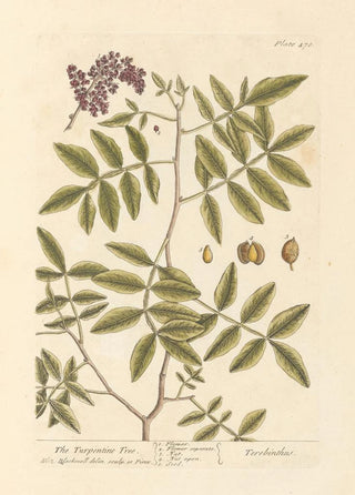 Elizabeth Blackwell - The turpentine tree.webp