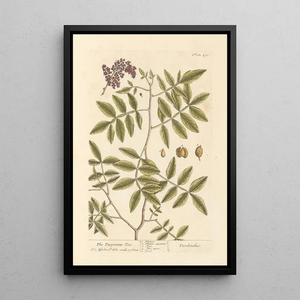 Le térébinthe - Elizabeth Blackwell — quadro incorniciato alla parete