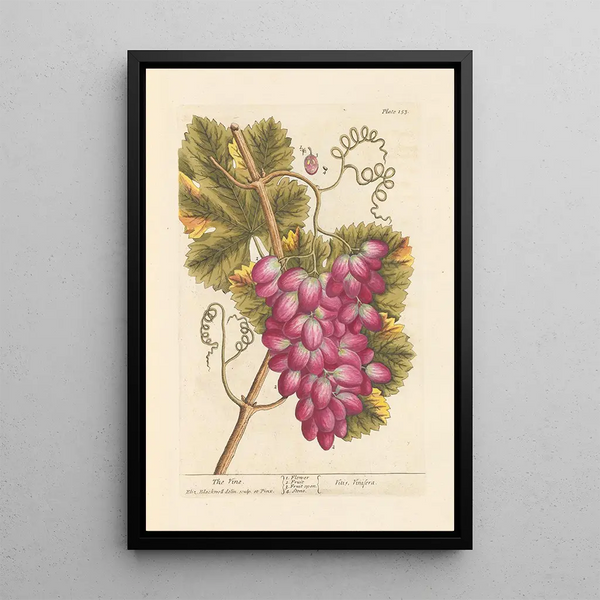 La vigne - Elizabeth Blackwell — quadro incorniciato alla parete