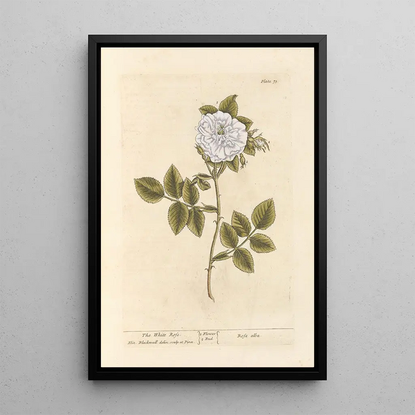 La rosa bianca - Elizabeth Blackwell — quadro incorniciato alla parete