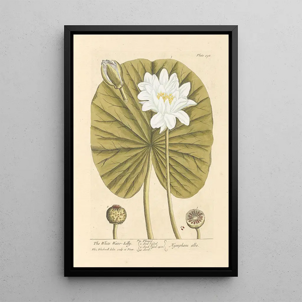 Le nénuphar blanc - Elizabeth Blackwell — quadro incorniciato alla parete