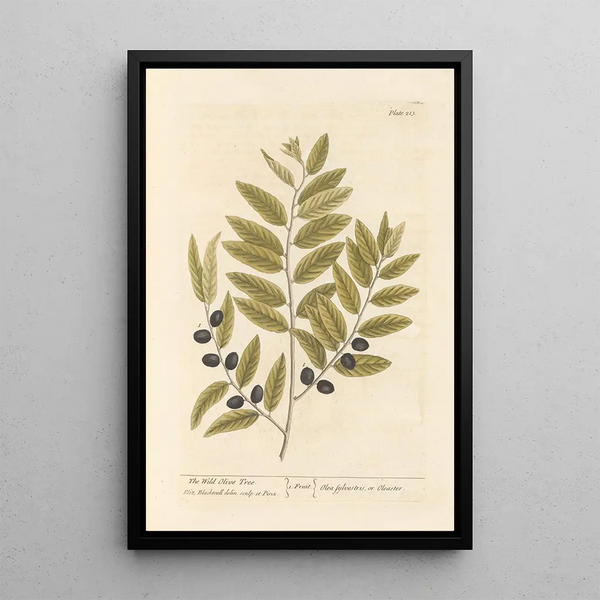 L'olivier sauvage - Elizabeth Blackwell — quadro incorniciato alla parete