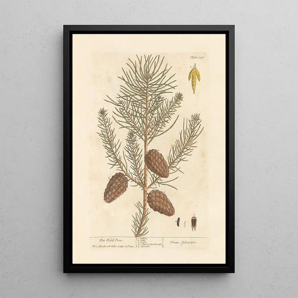Le pin sauvage - Elizabeth Blackwell — quadro incorniciato alla parete