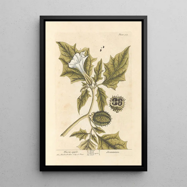 La mela spinosa - Elizabeth Blackwell — quadro incorniciato alla parete