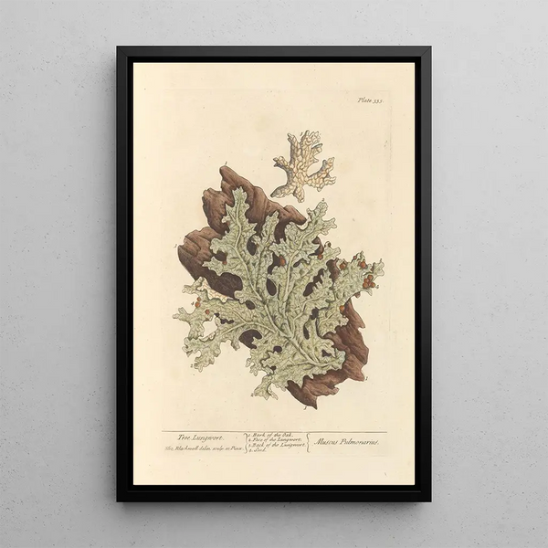 Lichen pulmonaire - Elizabeth Blackwell — quadro incorniciato alla parete