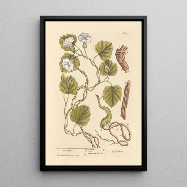Turbith - Elizabeth Blackwell — quadro incorniciato alla parete
