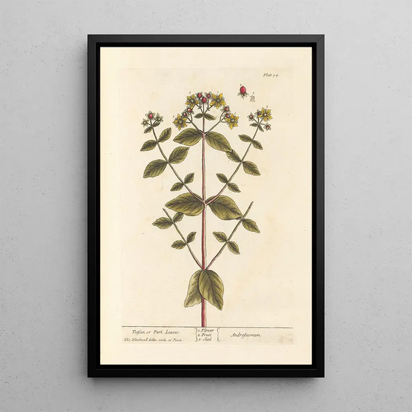Millepertuis ou feuilles de parc - Elizabeth Blackwell — quadro incorniciato alla parete